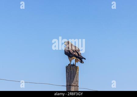 Im San Luis National Wildlife Refuge im Central Valley von Kalifornien, USA, könnt ihr zu Mittag essen Stockfoto