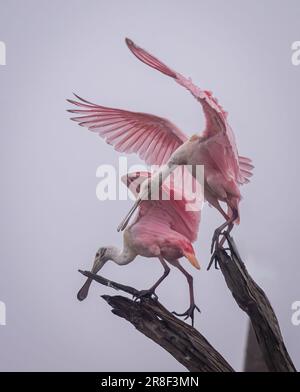 Zwei rosafarbene Löffelchen, hoch oben auf einem Ast am Himmel, mit weit geöffneten Flügeln Stockfoto