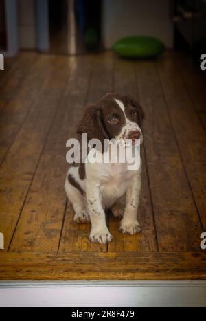 Spaniel-Welpen lernen frühzeitig zu sitzen. Dieser ist zwölf Wochen alt Stockfoto