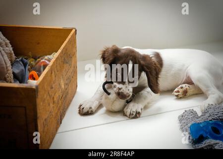 Eine Spielzeugkiste hält deinen Spaniel auf Trab Stockfoto
