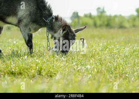 Graue, gefleckte, hornlose Ziege. Die Ziege gräbt auf dem grünen Gras. Ziegennahaufnahme. Stockfoto