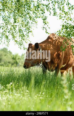 Ein Rasen mit einer hornlosen Vollblüter-Kuh, Blumen, Gras und Birke. Stockfoto