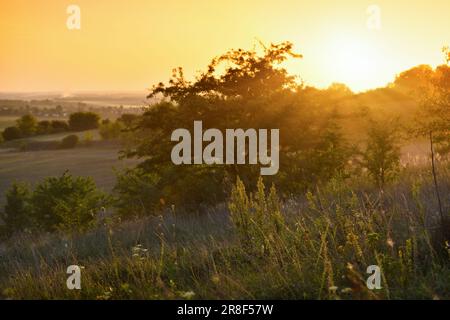 Wiesen in der Abendstunde mit verschwommenem Hintergrund. Im Sommer und Herbst bietet sich eine landschaftlich reizvolle Kulisse. Stockfoto