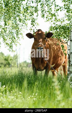 Ein Rasen mit einer hornlosen Vollblüter-Kuh, Blumen, Gras und Birke. Stockfoto