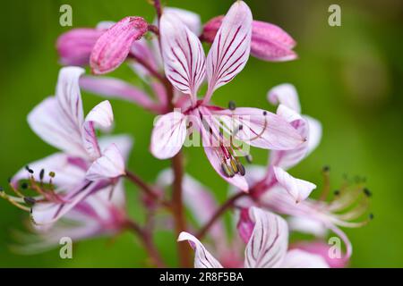 Aus nächster Nähe rosafarbene Blüten der wilden Pflanze Diptam (Dictamnus albus) oder Burning Bush, oder Fraxinella oder Dittany. Stockfoto