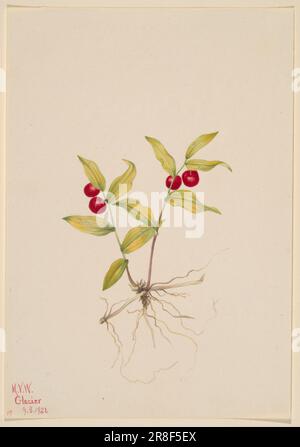 Kruhsea (Kruhsea Streptopoides) 1922 von Mary Vaux Walcott, geboren in Philadelphia, PA 1860-gestorben St. Andrews, New Brunswick, Kanada 1940 Stockfoto