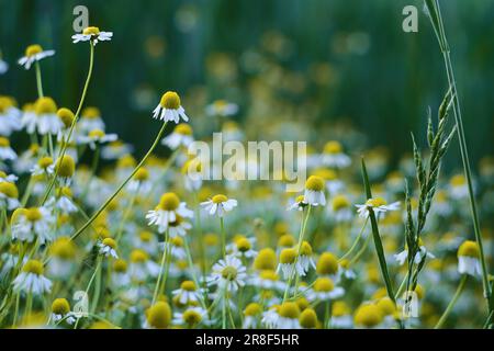 Die Blütezeit. Kamille. Blühende Kamille Feld Stockfoto