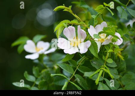 Nahaufnahme der wunderschönen Blüte Rosa Canina, auch bekannt als Hundrose. Blumenhintergrund Stockfoto