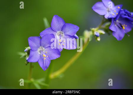 Nahaufnahme einer Blume aus Polemonium caeruleum (Jacobs-Leiter) in Blüte auf natürlichem Hintergrund. Selektiver Fokus. Stockfoto