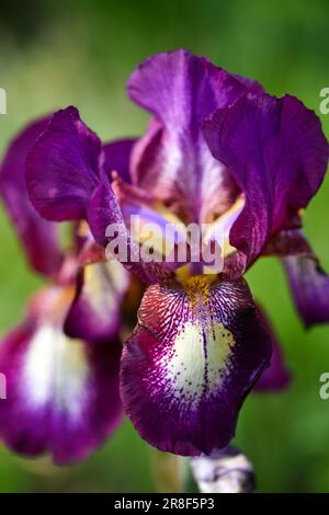 Nahaufnahme einer Blume von bärtiger Irisblüte auf unscharfem grünen natürlichen Hintergrund. Lila Irisblüten wachsen in einem Garten. Stockfoto