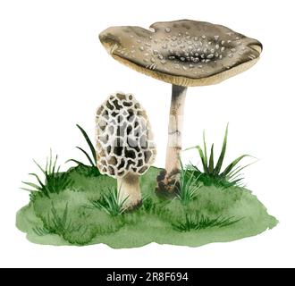 Fly Agaric Amanita Panther Cap giftige Pilze und Morcella Morchel Pilze wachsen im Gras Aquarell Illustration Stockfoto