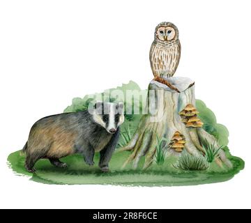 Waldtiere Dachse und Eule auf Baumstumpf und Gras Wasserfarben Wald Illustration isoliert auf Weiß Stockfoto