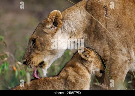 Eine Löwin, die sich um ein junges Junges kümmert. MASAI MARA; KENIA: UNGLAUBLICHE Fotos zeigen die Verbindung zwischen Löwen und ihren Jungen, während sie sich zusammen entspannen Stockfoto