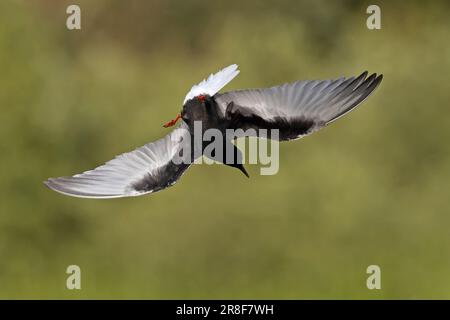 Weißflügelschwarzer Tern (Chlidonias leucopterus) Colney GPS Norfolk Juni 2023 Stockfoto