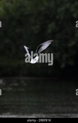 Weißflügelschwarzer Tern (Chlidonias leucopterus) Colney GPS Norfolk Juni 2023 Stockfoto