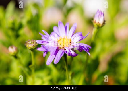 Osterfrikartii Floras erfreuen Blütenlage. Stockfoto