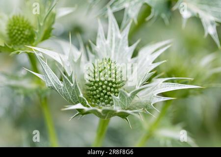Eryngium giganteum Stockfoto