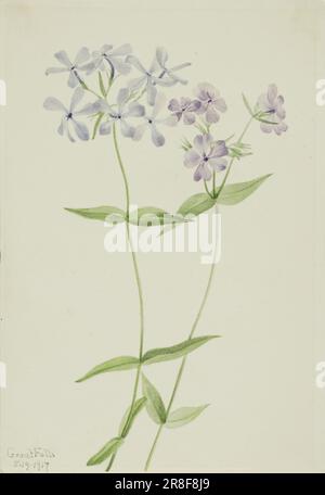 Blue Phlox (Phlox divaricata) 1917 von Mary Vaux Walcott, geboren in Philadelphia, PA 1860-gestorben St. Andrews, New Brunswick, Kanada 1940 Stockfoto