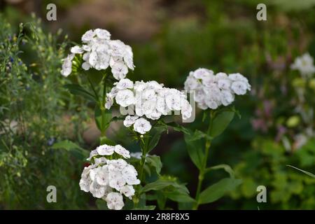 Wunderschöne weiße türkische Nelkenblume wächst im Blumenbeet Stockfoto