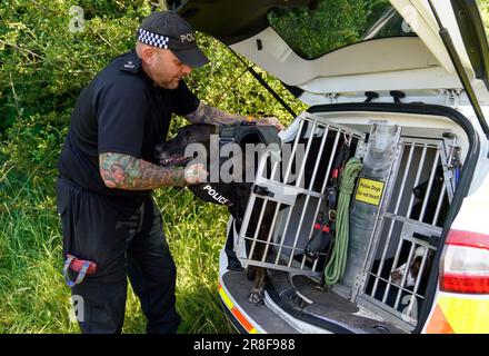 Ein Wiltshire Police Dog Handler legt seinem Polizeihund im Chippenham Hospital in Wiltshire eine Körperpanzerung an, um sie vor Gewaltverbrechern zu schützen. Die „Hundeweste“ bietet sowohl ballistischen Schutz als auch Schutz vor mehreren Bedrohungen und ermöglicht gleichzeitig dem Hund eine gute Bewegungsfreiheit. Bilddatum: Mittwoch, 21. Juni 2023. Stockfoto