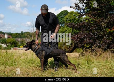 Ein Polizeihund-Betreuer von Wiltshire mit seinem Polizeihund in einer Polizeischule in Chippenham, Wiltshire, trägt eine eigene Schutzpanzerung, um sie vor Gewaltverbrechern zu schützen. Die „Hundeweste“ bietet sowohl ballistischen Schutz als auch Schutz vor mehreren Bedrohungen und ermöglicht gleichzeitig dem Hund eine gute Bewegungsfreiheit. Bilddatum: Mittwoch, 21. Juni 2023. Stockfoto