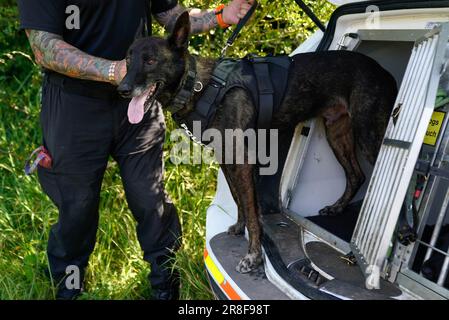 Ein Polizeihund-Betreuer von Wiltshire mit seinem Polizeihund in einer Polizeischule in Chippenham, Wiltshire, trägt eine eigene Schutzpanzerung, um sie vor Gewaltverbrechern zu schützen. Die „Hundeweste“ bietet sowohl ballistischen Schutz als auch Schutz vor mehreren Bedrohungen und ermöglicht gleichzeitig dem Hund eine gute Bewegungsfreiheit. Bilddatum: Mittwoch, 21. Juni 2023. Stockfoto