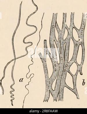 Elementares Zoologiebuch, tr. Und Ed. Von Adam Sedgwick, mit Unterstützung von F. G. Heathcote' (1892-1893) Stockfoto