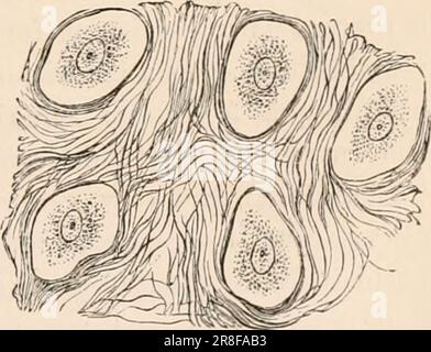 Elementares Zoologiebuch, tr. Und Ed. Von Adam Sedgwick, mit Unterstützung von F. G. Heathcote' (1892-1893) Stockfoto
