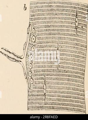 Elementares Zoologiebuch, tr. Und Ed. Von Adam Sedgwick, mit Unterstützung von F. G. Heathcote' (1892-1893) Stockfoto
