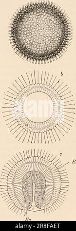 Elementares Zoologiebuch, tr. Und Ed. Von Adam Sedgwick, mit Unterstützung von F. G. Heathcote' (1892-1893) Stockfoto