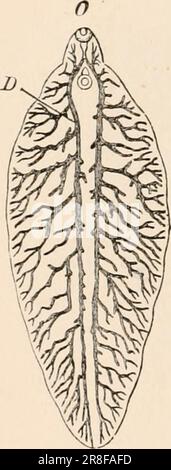 Elementares Zoologiebuch, tr. Und Ed. Von Adam Sedgwick, mit Unterstützung von F. G. Heathcote' (1892-1893) Stockfoto