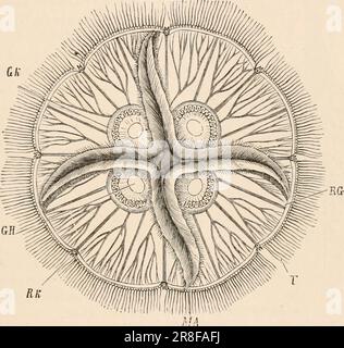 Elementares Zoologiebuch, tr. Und Ed. Von Adam Sedgwick, mit Unterstützung von F. G. Heathcote' (1892-1893) Stockfoto