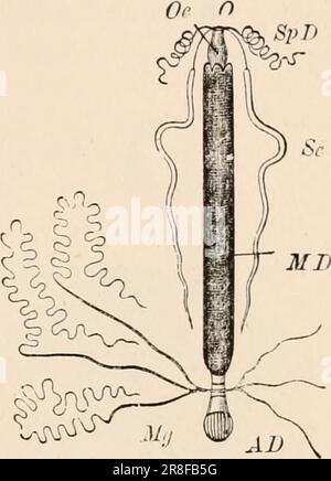 Elementares Zoologiebuch, tr. Und Ed. Von Adam Sedgwick, mit Unterstützung von F. G. Heathcote' (1892-1893) Stockfoto