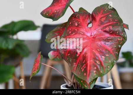Blätter einer exotischen Caladium-Red-Flash-Hauspflanze Stockfoto