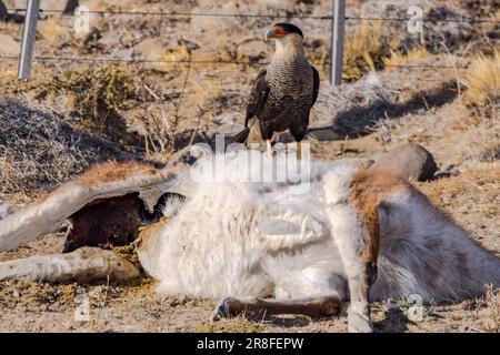 Ein Caracara-Raptor steht auf einem toten Guanaco, Pampa aus Argentinien, Patagonien, Südamerika Stockfoto