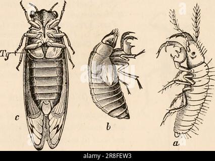 Elementares Zoologiebuch, tr. Und Ed. Von Adam Sedgwick, mit Unterstützung von F. G. Heathcote' (1892-1893) Stockfoto