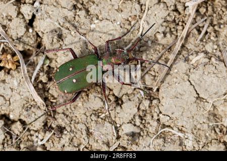 Feld-Sandlaufkäfer, Feldsandlaufkäfer, Sandlaufkäfer, Feldsandläufer, Cicindela campestris, Grüner Tigerkäfer, Cicindelidae, Tigerkäfer Stockfoto