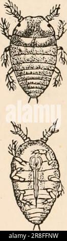 Elementares Zoologiebuch, tr. Und Ed. Von Adam Sedgwick, mit Unterstützung von F. G. Heathcote' (1892-1893) Stockfoto