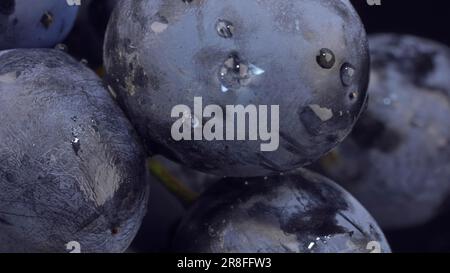 Nahaufnahme von Beeren aus dunklen Trauben mit Wassertropfen Stockfoto