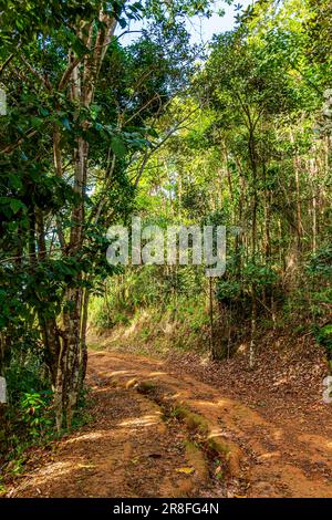 Unbefestigte Straße voller Felsen und Löchern durch den Wald in der Landschaft des Bundesstaats Bahia, Brasilien Stockfoto