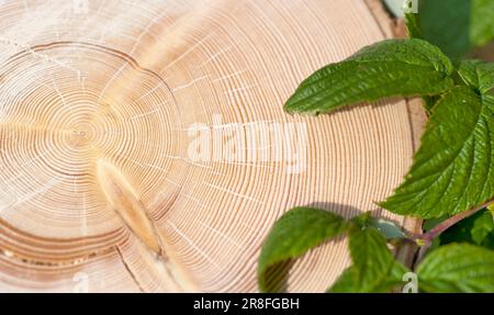 Querschnitt eines Baumstamms, einer etwa 100 Jahre alten norwegischen Fichte (Picea Abies), mit jährlichen Ringen von 2009 bis etwa 1903, in A geschnitten Stockfoto