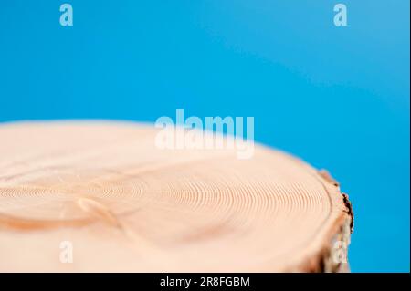 Querschnitt eines Baumstamms, einer etwa 100 Jahre alten norwegischen Fichte (Picea Abies), mit jährlichen Ringen von 2009 bis etwa 1903, in A geschnitten Stockfoto