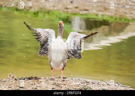 Greylag Gans (Anser anser) Flügel flattern Bodenham Lake Herefordshire England UK. Mai. 2023 Stockfoto