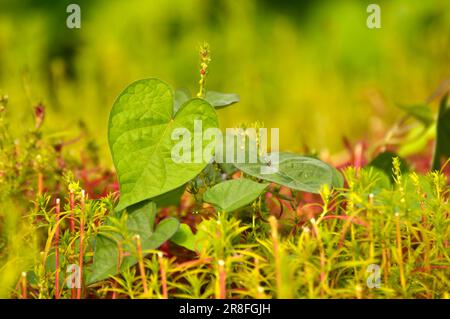 Morgengloria, herzförmiges Blatt, Herz Stockfoto
