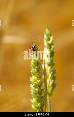 Spinne auf Weizenohr, Roggenfeld, Roggen Stockfoto