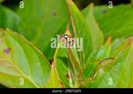 Ladybird auf Hydrangea Leaf Stockfoto