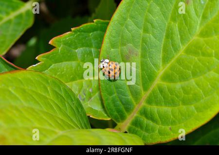 Ladybird auf Hydrangea Leaf Stockfoto