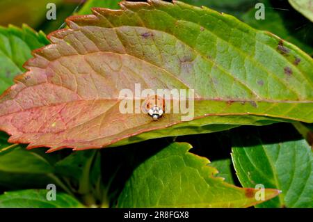 Ladybird auf Hydrangea Leaf Stockfoto