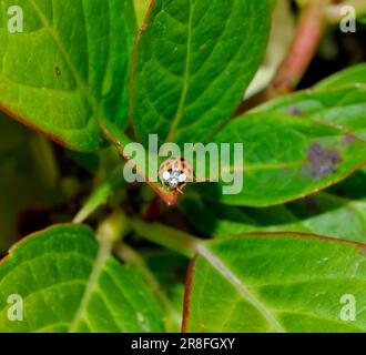 Ladybird auf Hydrangea Leaf Stockfoto