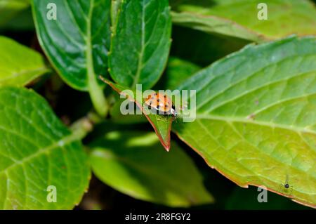 Ladybird auf Hydrangea Leaf Stockfoto